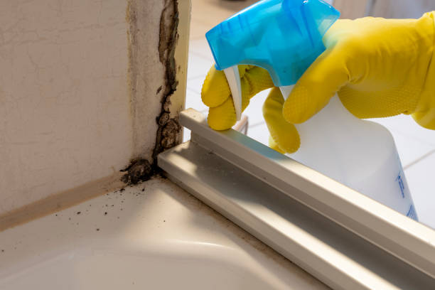 Best Crawl Space Mold Remediation in Brookshire, TX