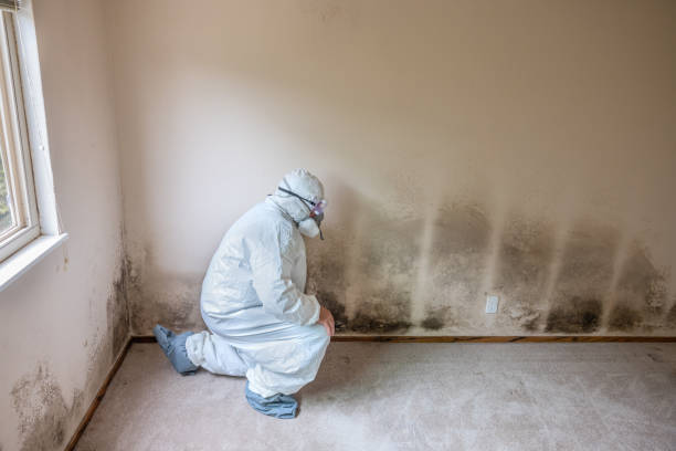 Professional Mold Remediation in Brookshire, TX